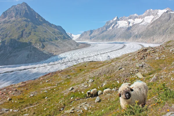 Ovejas en los Alpes suizos —  Fotos de Stock