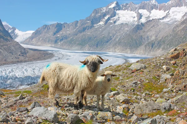 在瑞士的阿尔卑斯山中的羊 — 图库照片