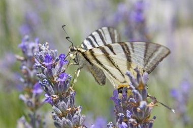 Kaplan swallowtail kelebek