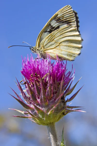 Melanargia galathea 나비 — 스톡 사진