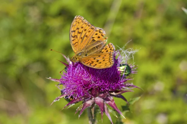Monarch, auf der violetten Blume — Stockfoto