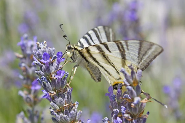 Тигр swallowtail метелик — стокове фото