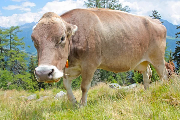Koe in de bergen — Stockfoto