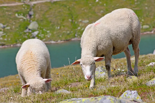 Schafe in den Schweizer Alpen — Stockfoto