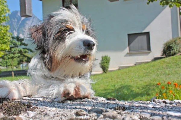 Собака возле дома — стоковое фото