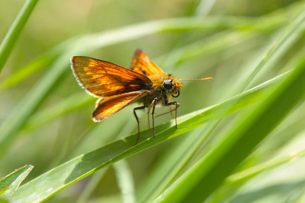 stock image Melanargia galathea butterfly