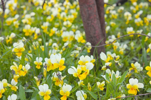 Gelbe und weiße Blüten — Stockfoto