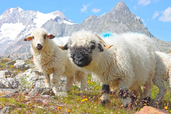 Moutons dans les Alpes suisses — Photo