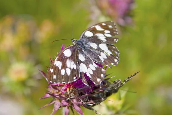 Melanargia galathea motýl — Stock fotografie