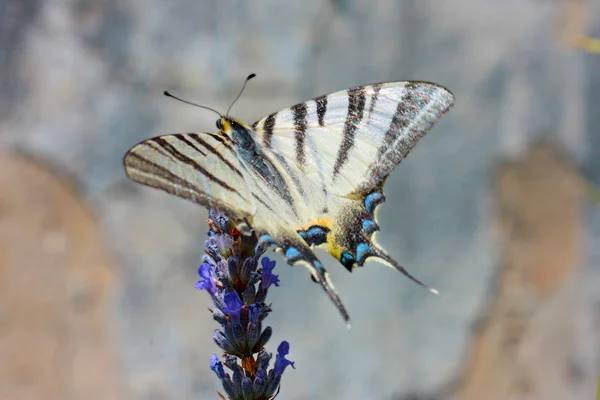Tigerschwalbenschwanz-Schmetterling — Stockfoto