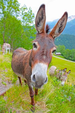 Funny Donkey in a Field clipart