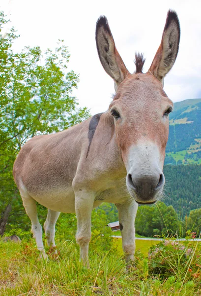 Funny Donkey in a Field — Stock Photo, Image