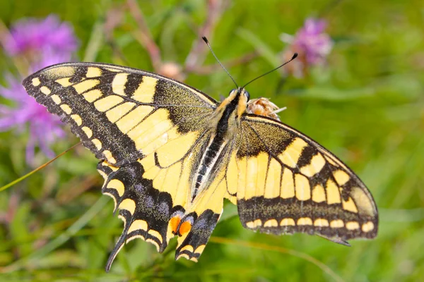 Bella farfalla giallo tigre coda forcuta — Foto Stock