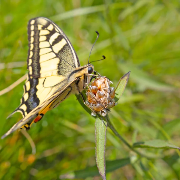 Piękny żółty Tygrys swallowtail motyl — Zdjęcie stockowe