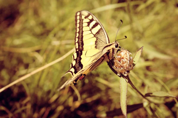 Όμορφο κίτρινο τίγρη swallowtail πεταλούδα — Φωτογραφία Αρχείου