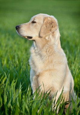 Bir köpeğin portresi.