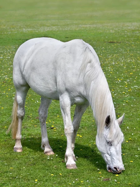 Білий horst — стокове фото