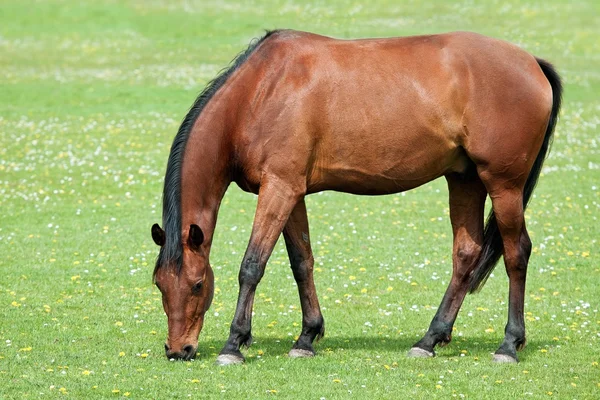 Koń brązowy na pastwisku — Zdjęcie stockowe