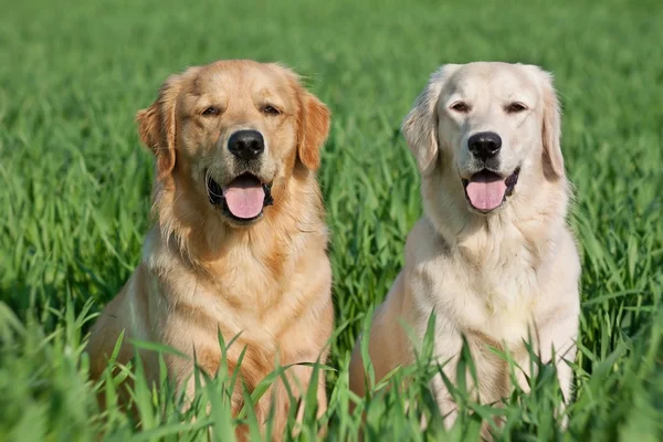 绿色草地上的两个可爱狗 — 图库照片
