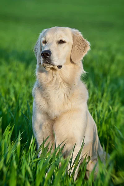 Retrato de um cão — Fotografia de Stock