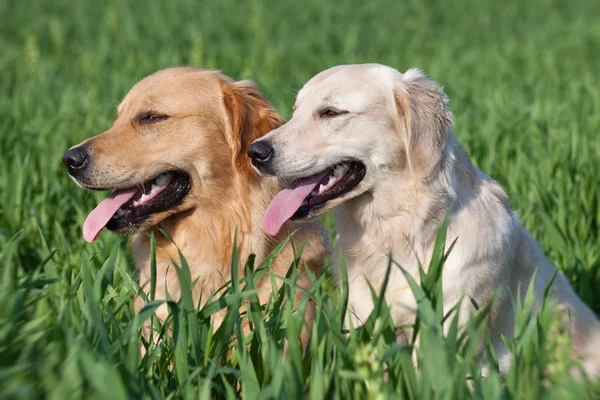 Two lovely dogs on a green field — Stock Photo, Image
