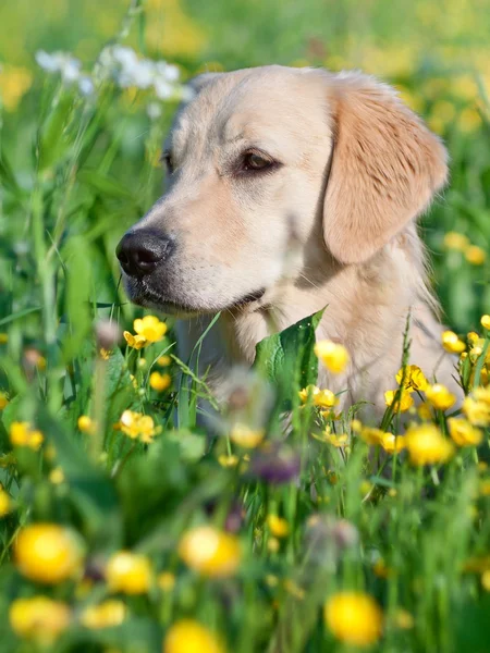 Portret jonge schoonheid hond — Stockfoto