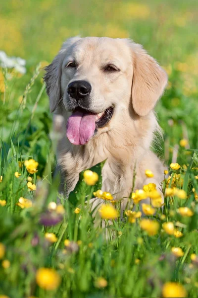 Portré fiatal szépség kutya — Stock Fotó