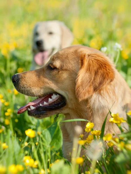 Portret van twee jonge schoonheid honden — Stockfoto