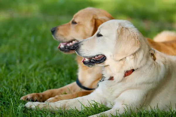 Potret dua anjing cantik muda — Stok Foto