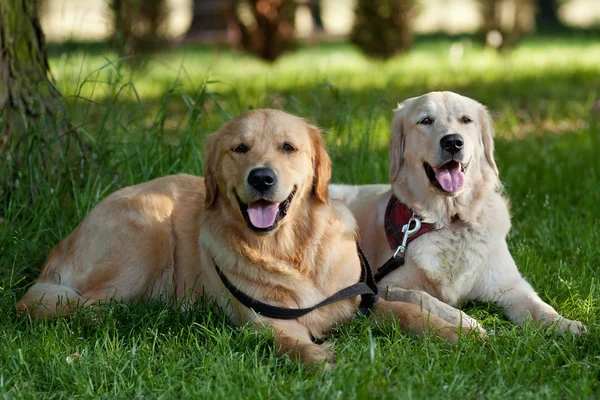 Portrait of two young beauty dogs — Stock Photo, Image