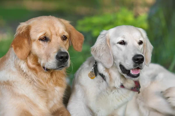 Портрет двох молодих красивих собак — стокове фото