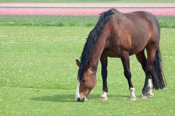 Hermoso caballo pastando — Foto de Stock