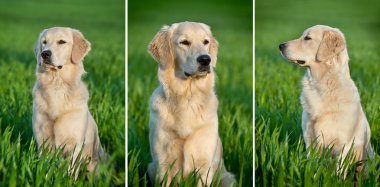 Portrait of a dog clipart