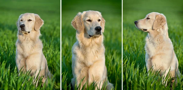 Porträtt av en hund — Stockfoto