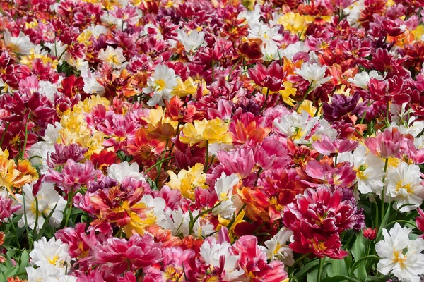 Flor de primavera como fundo — Fotografia de Stock