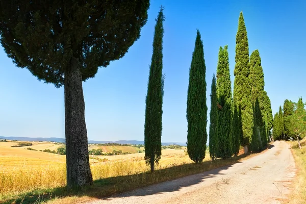 Cipreste em Toscana — Fotografia de Stock