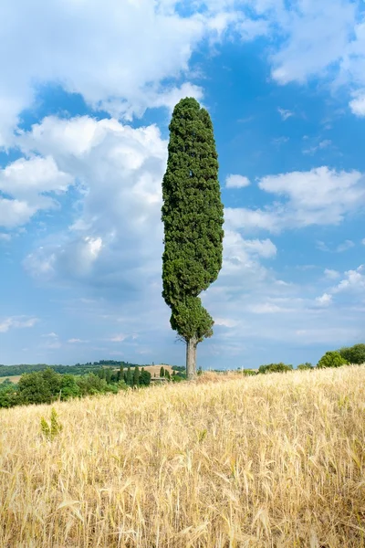 Cypress in Tuscany — Stock Photo, Image