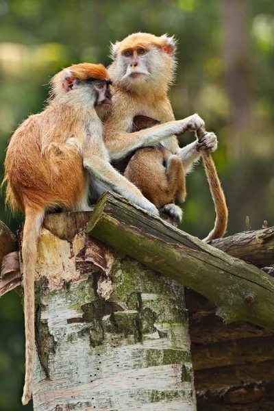 माकड्यांचे कुटुंब — स्टॉक फोटो, इमेज