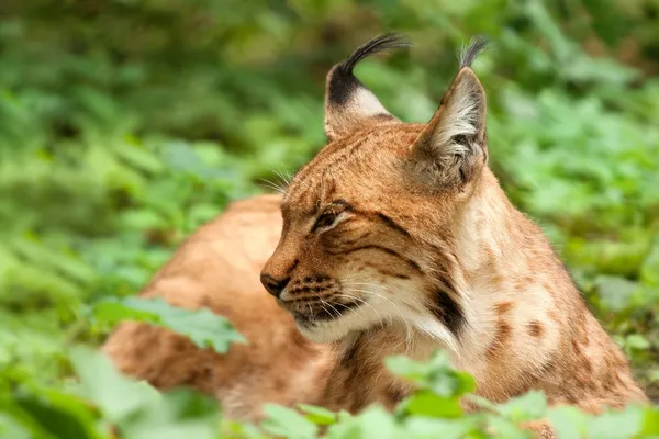 Lying lynx — Stock Photo, Image