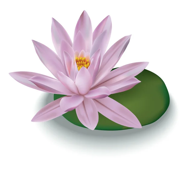 Pink lotus isolated on a white — Stock Vector