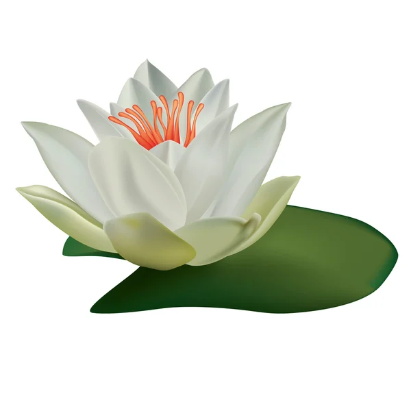Lotus isoliert auf weißem Hintergrund — Stockvektor