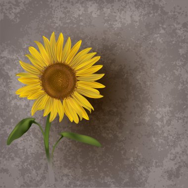 abstract grunge floral background with sunflower clipart