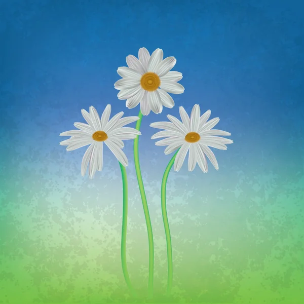 抽象花卉背景与 chamomiles — 图库矢量图片