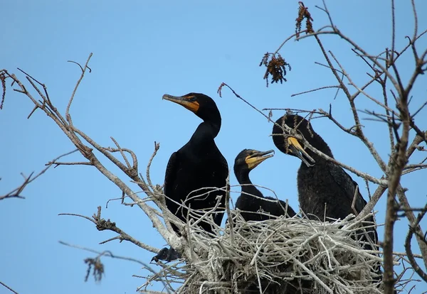 Stock image Double Crested Cormorants