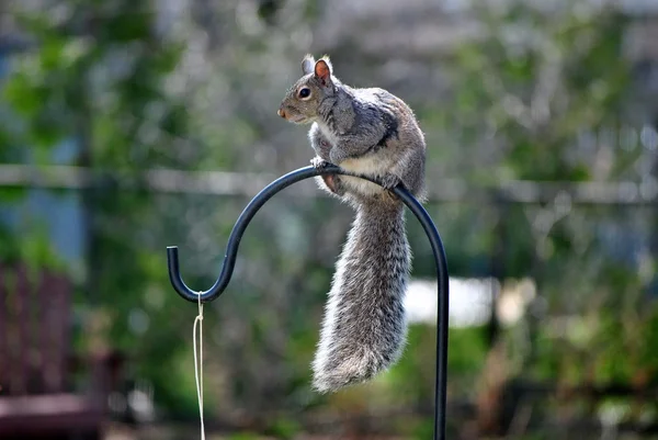 Veveriță gri — Fotografie, imagine de stoc
