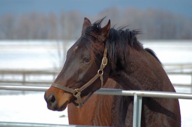 Horse in Winter clipart