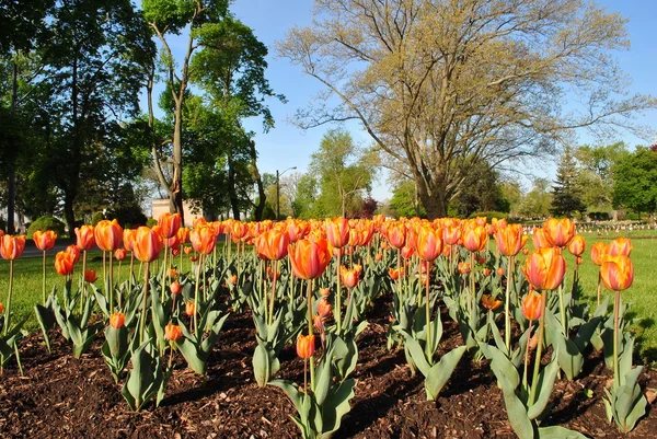 stock image Orange Tulips