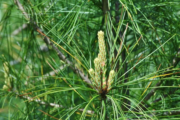 stock image Pine Cones