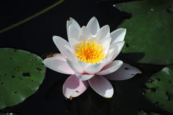 Stock image Water Lily