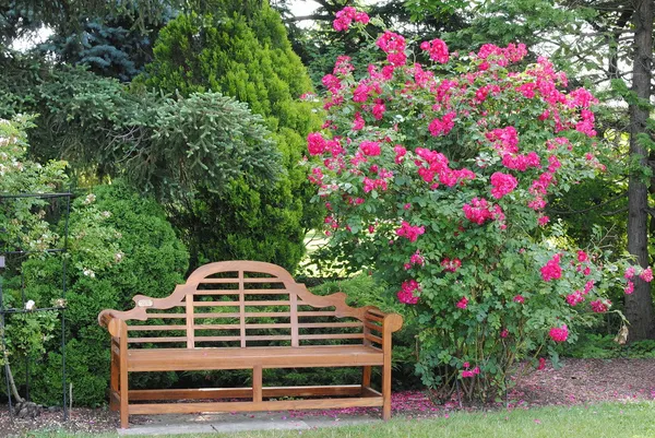 Banco de jardín y un rosal Bush Fotos De Stock